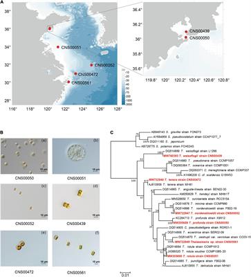 Comparative Analysis of Chloroplast Genomes of Thalassiosira Species